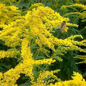 Солидаго (золотарник) гибридное "Citronella"
