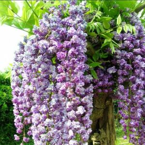 Глициния макростахия "Violacea Plena"