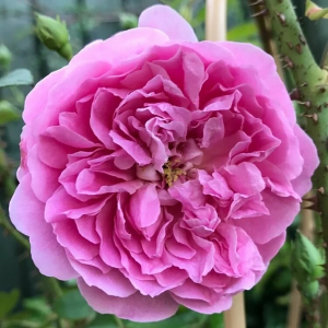 Роза "Harlow Carr"