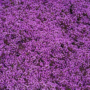 Тимьян ранний "Purple Beauty"