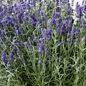Лаванда узколистная "Ellagance Purple"