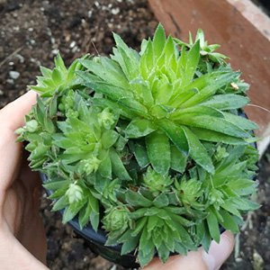 Молодило гибридное "Carina"