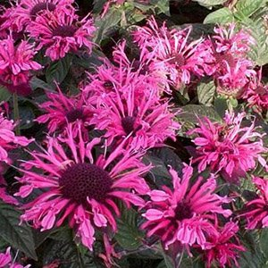 Монарда "Pink Lace"