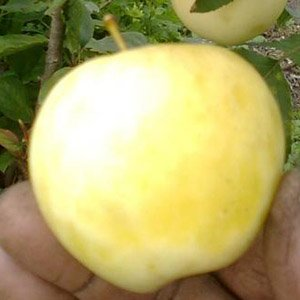 Яблоня карликовая "Юнга"