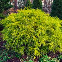 Кипарисовик горохоплодный "Golden Mop"