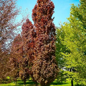 Бук европейский "Red  Obelisk"