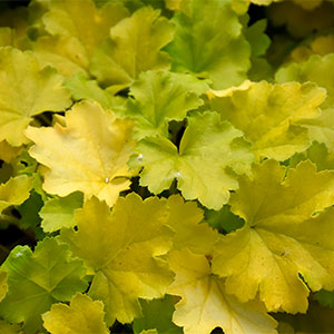 Гейхера "Lemon Love"
