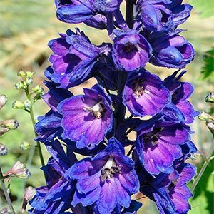 Дельфиниум "Magic Fountains Dark Blue Dark Bee"