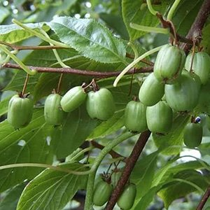 Актинидия коломикта "Отличница"