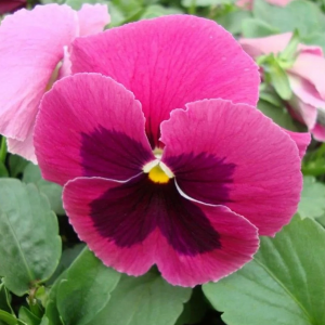 Виола "Sorbet XP Rose Blotch"