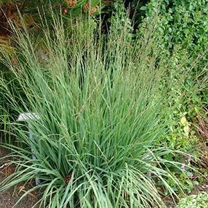 Молиния голубая "Dauerstrahl"
