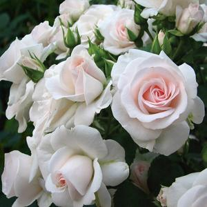 Роза "Aspirin Rose"