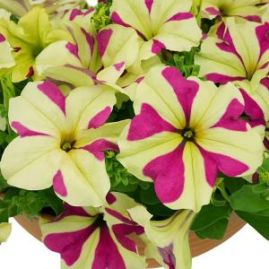 Петуния "Lime Bicolor"