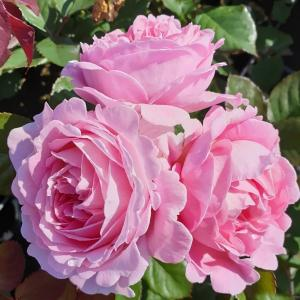 Роза "Rosengrafin Marie Henriette"