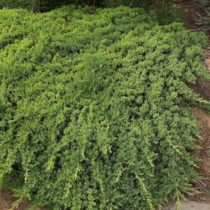 Можжевельник обыкновенный "Green Carpet"