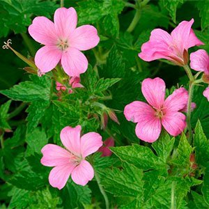 Герань эндерса "Wargrave Pink"
