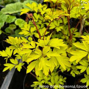 Дицентра великолепная "Yellow Leaf"
