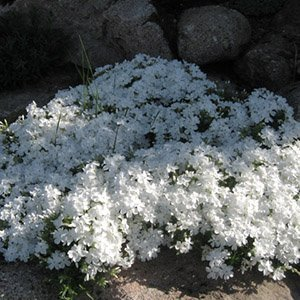 Флокс шиловидный "Fabulous White"