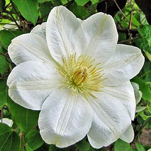 Клематис "Guernsey Cream"