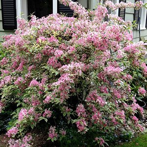 Вейгела "Variegata"