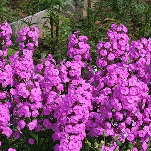 Флокс пятнистый "Rosalinde"