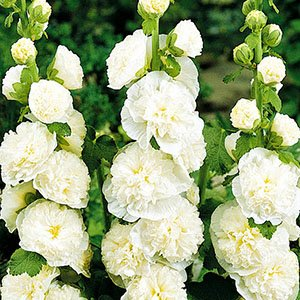 Мальва розовая "Chaters Double White"