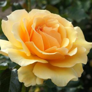 Роза "Amber Queen"