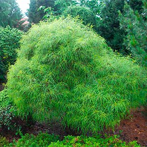 Крушина ломкая "Asplenifolia"
