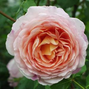 Роза "Abraham Darby"