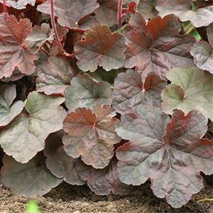 Гейхера "Cassis"