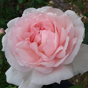 Роза "The Wedgwood Rose"