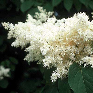 Сирень сетчатая (японская)