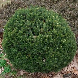 Пихта горная "Green Globe"