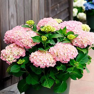 Гортензия крупнолистная "Forever and Ever Pink"
