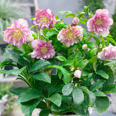 Морозник восточный "Double Ellen Pink"