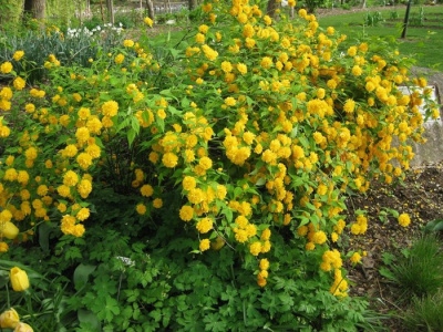 Керрия японская "Pleniflora"