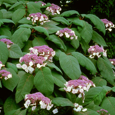 Гортензия шероховатая "Macrophylla"