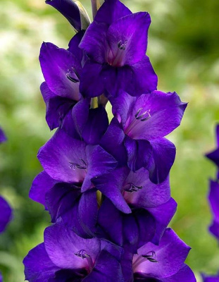 Гладиолус "Purple Flora"