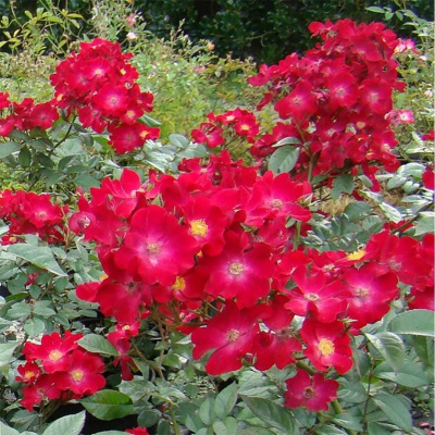 Роза "Poppy Rose"