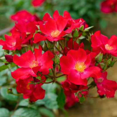 Роза "Poppy Rose"