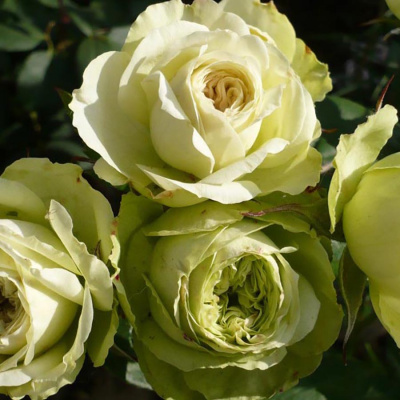 Роза "Lovely Green"