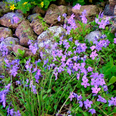 Флокс столоносный (ползучий) "Purpurea"