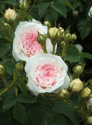 Шиповник (роза) сортовой "Felicite Parmentier"