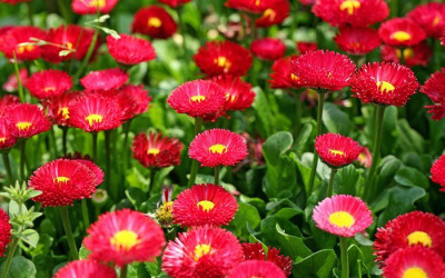 Маргаритка "Tasso Red"