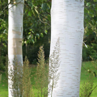 Береза полезная "Long Trunk"