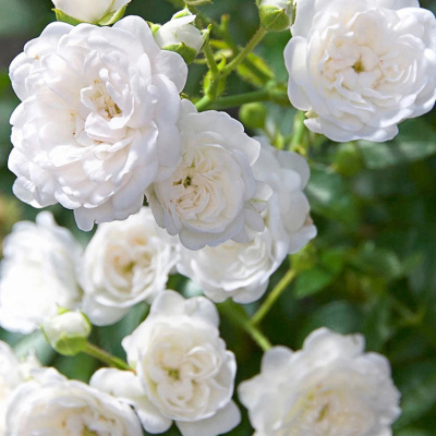 Роза "White Fairy"