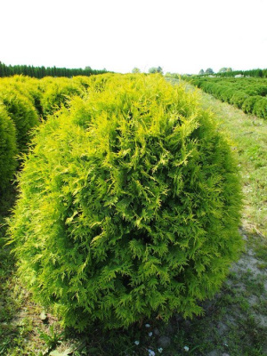 Туя западная "Globosa Aurea"