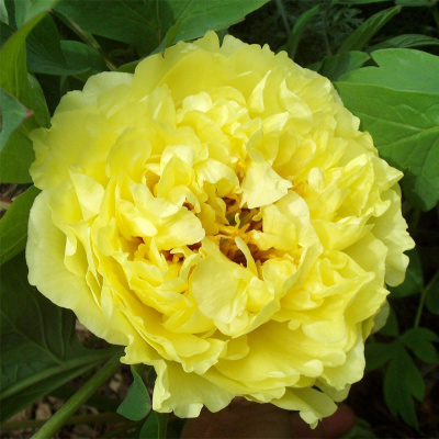 Пион ИТО "Yellow Crown"
