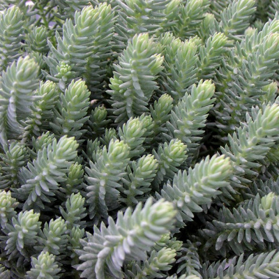Очиток отогнутый "Blue Spruce"