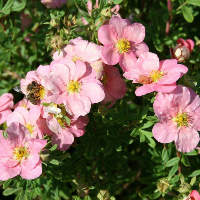 Лапчатка кустарниковая "Lovely Pink"
